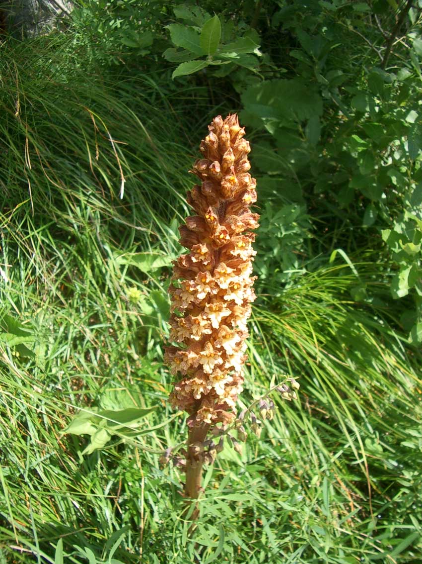 Orobanche